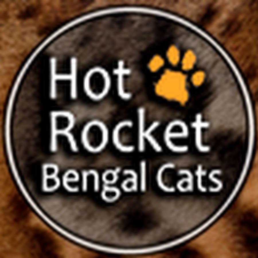Hot Rocket Bengal Cats YouTube channel avatar