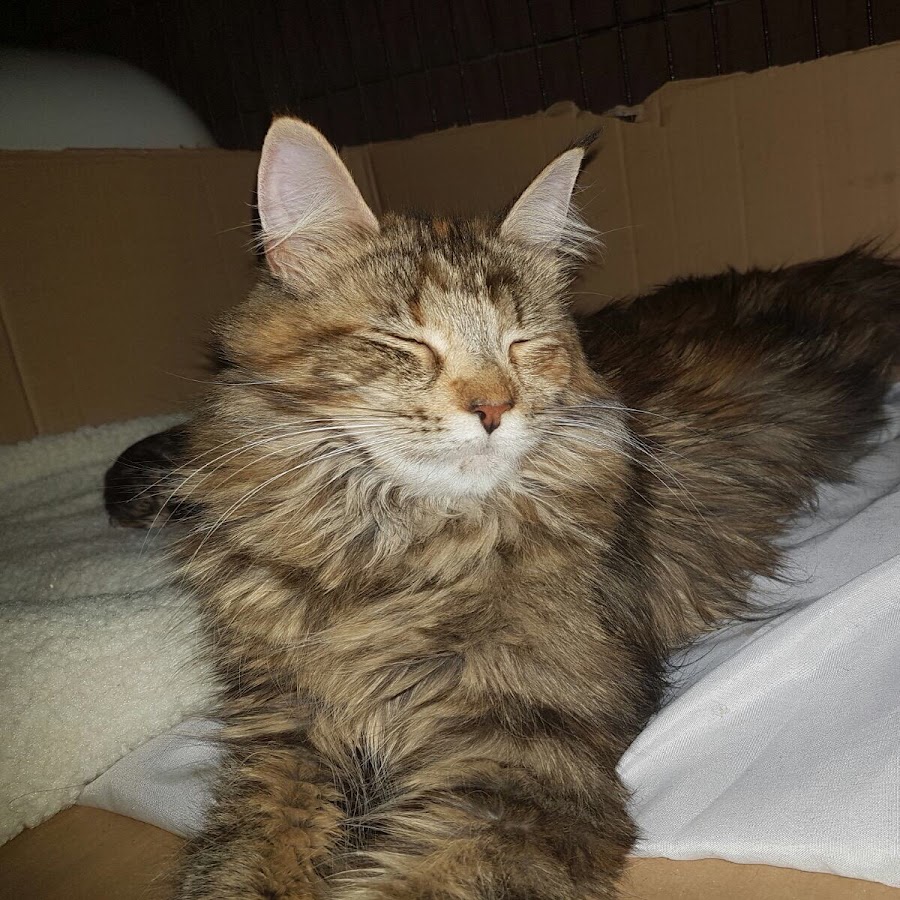 Mainecoon Love YouTube channel avatar