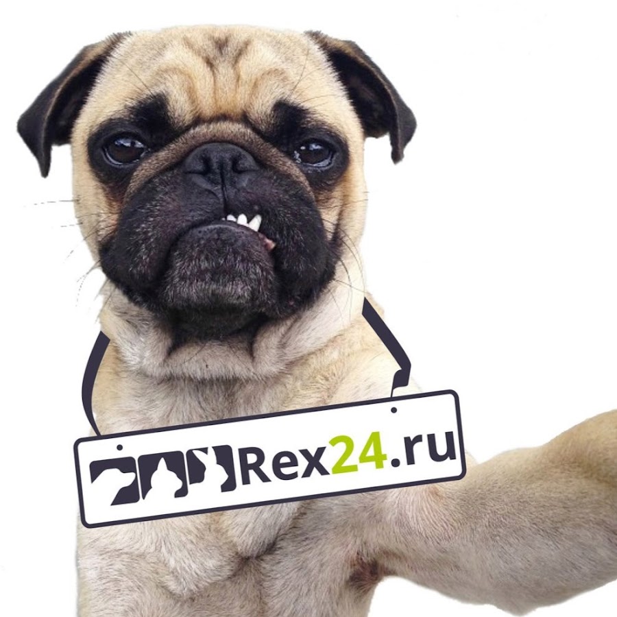 Rex24.ru - Ð²ÑÐµ Ð¾ Ð¿Ð¸Ñ‚Ð¾Ð¼Ñ†Ð°Ñ…: ÑÐ¾Ð±Ð°ÐºÐ¸, ÐºÐ¾ÑˆÐºÐ¸ YouTube channel avatar