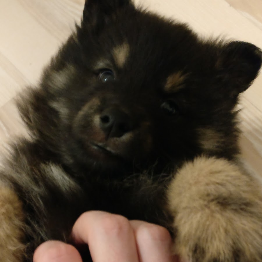 Varjo the Finnish Lapphund YouTube channel avatar