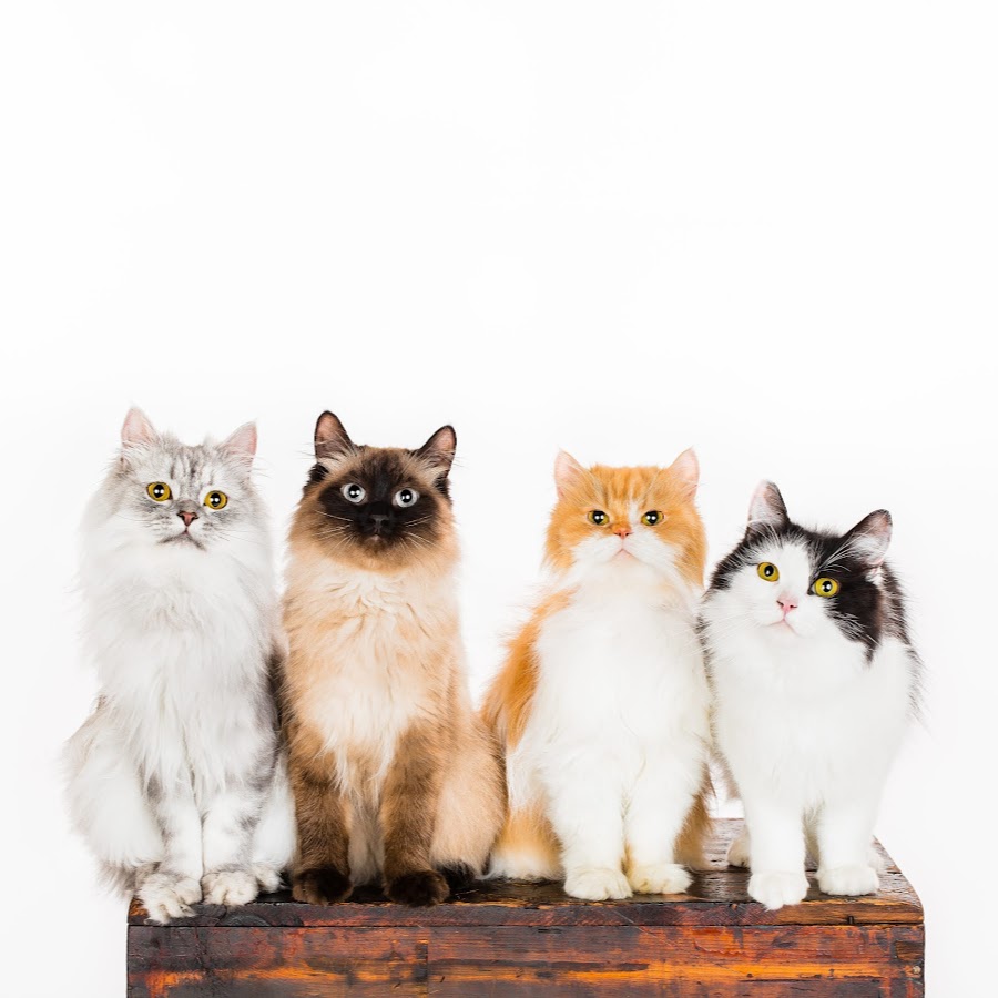 The Savitsky Cats رمز قناة اليوتيوب