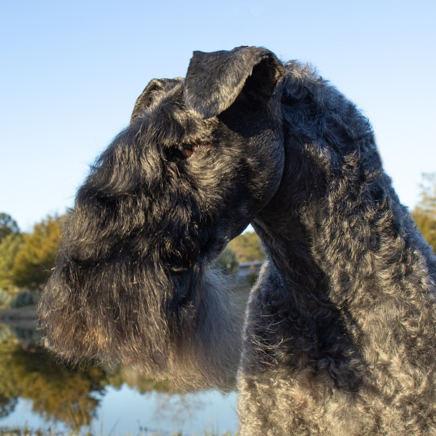 Brenril Kerry Blue Terriers /Brenda Wilson