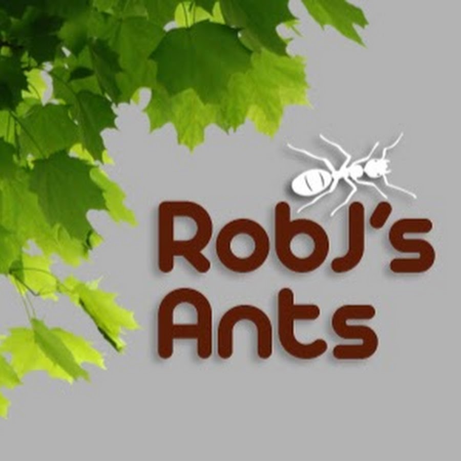 RobJ's Ants Awatar kanału YouTube
