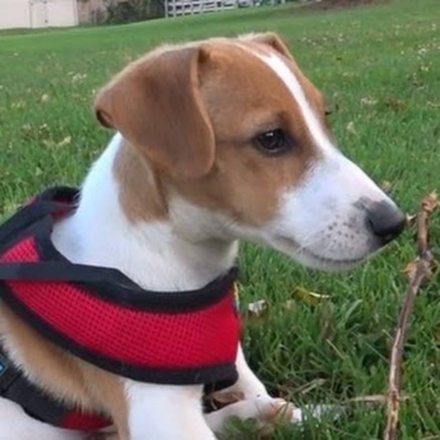Jack Russell Terrier Avatar canale YouTube 