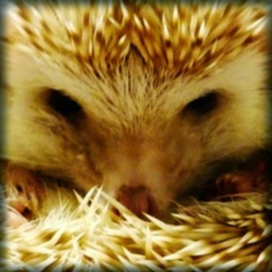 Shane Casper Hedgehog Videos YouTube channel avatar