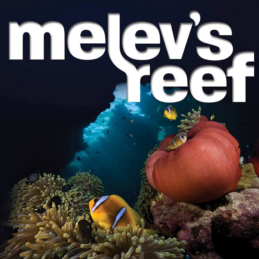 melevsreef YouTube channel avatar