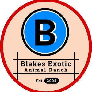 Blakes Exotic Animal Ranch Youtube Stats Subscriber Count Views Upload Schedule - roblox blake's dungeon quest