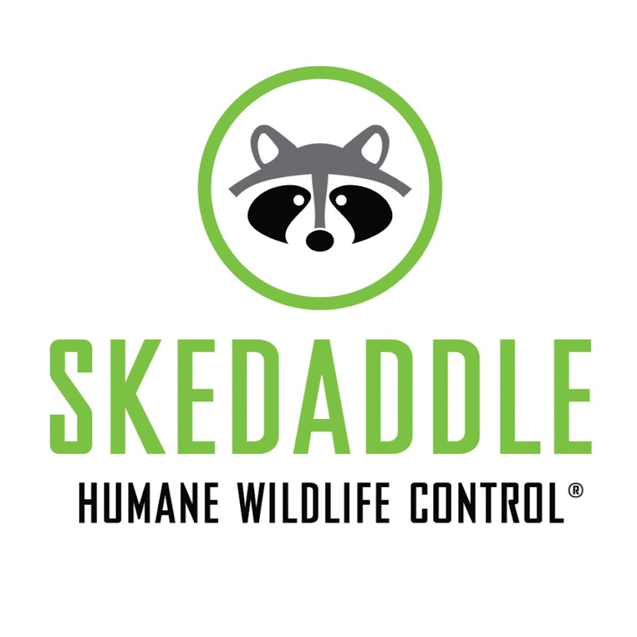 SkedaddleWildlife ইউটিউব চ্যানেল অ্যাভাটার