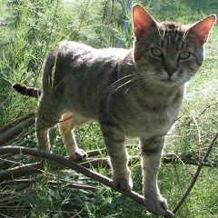 Jakub M