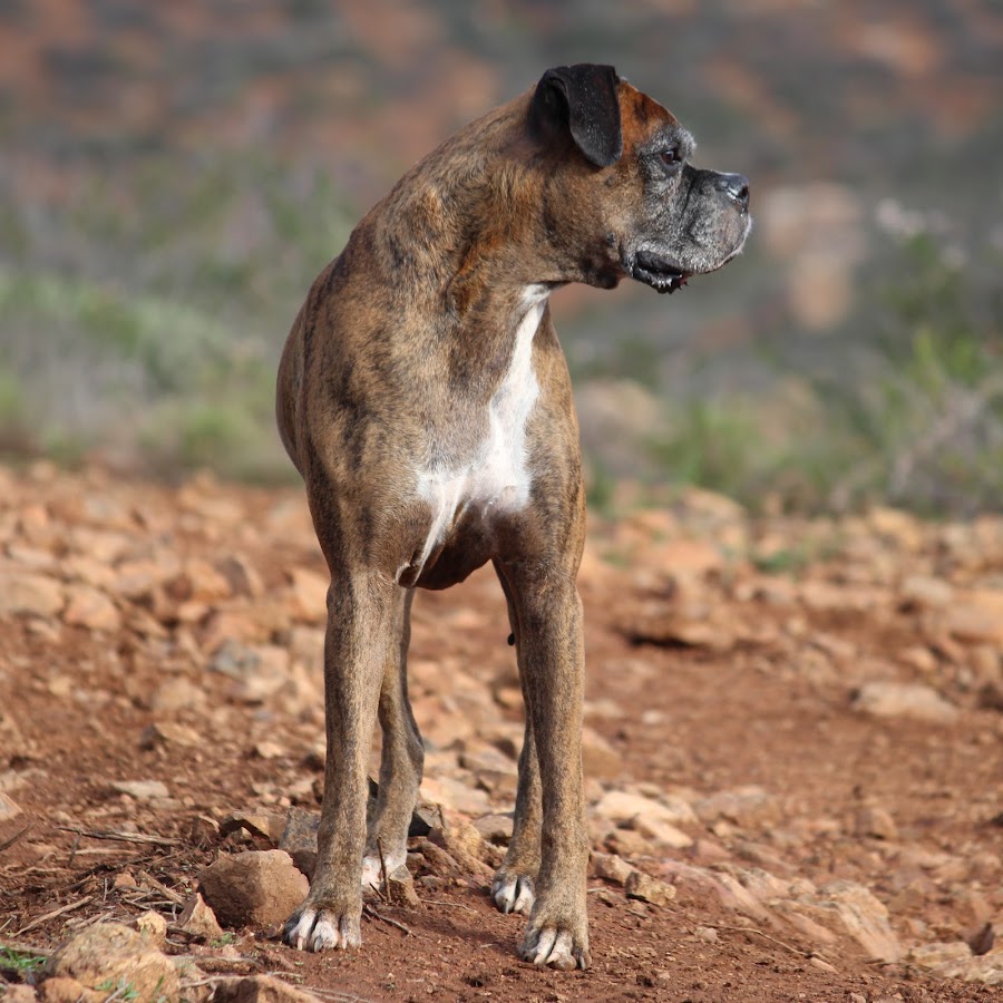 TIGER THE BOXER DOG