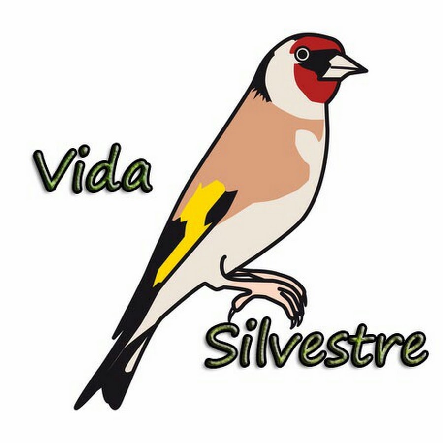 Vida Silvestre YouTube channel avatar