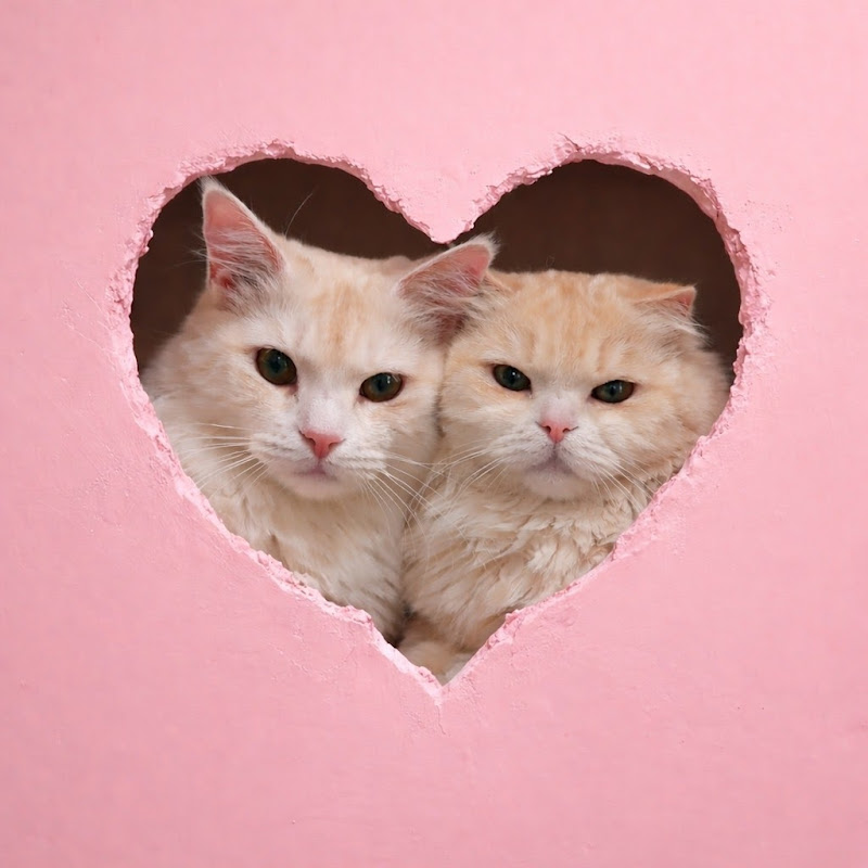 壯壯 - 網紅的藏寶箱 