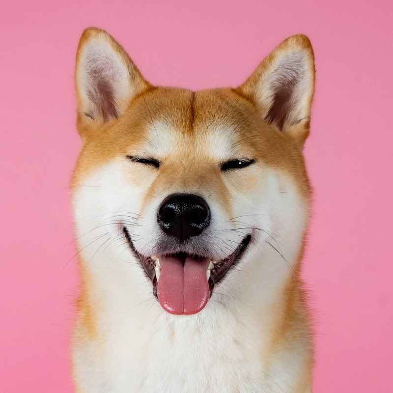 柴犬七仙女 Sailor Shiba Inu - 網紅的藏寶箱 