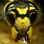 台灣國大黃蜂