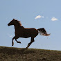 KIDZ HORSES - @selinageringer YouTube Profile Photo