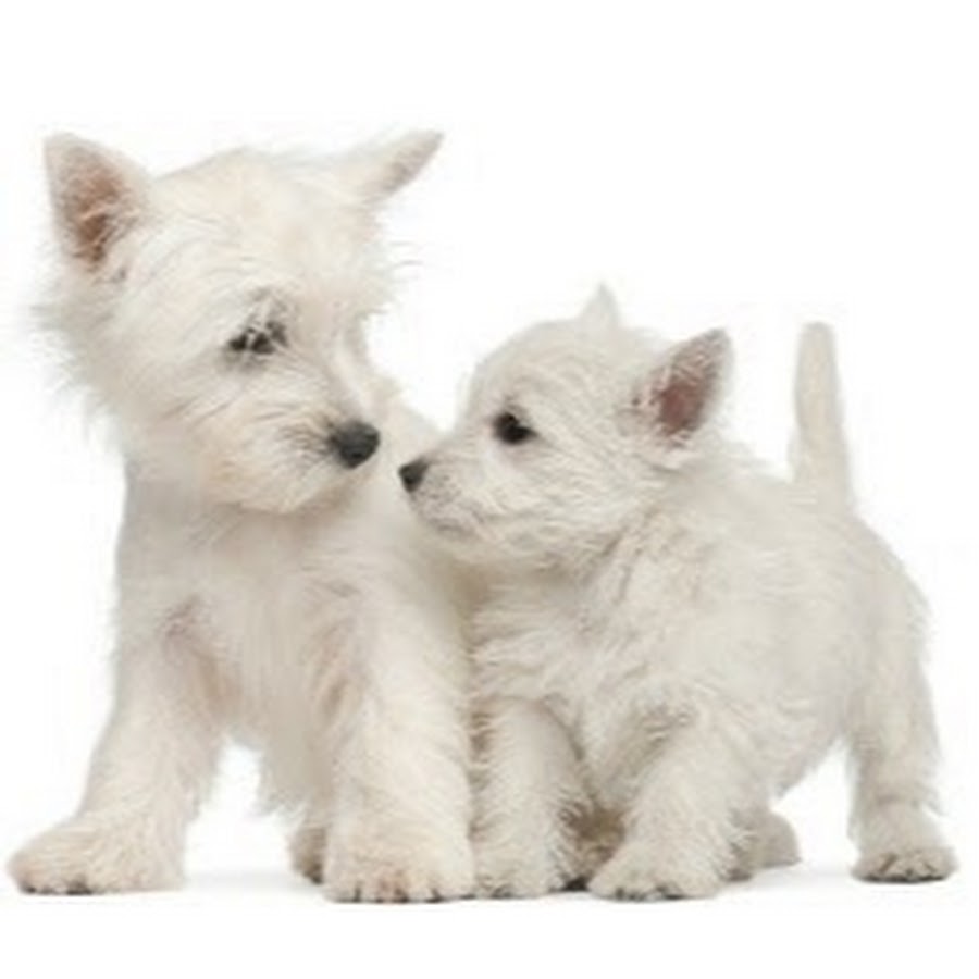 West Highland White Terrier Dog Training and Tips YouTube channel avatar