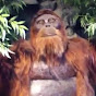 Gigantopithecus Blacki - @GigantopithecusBlack YouTube Profile Photo