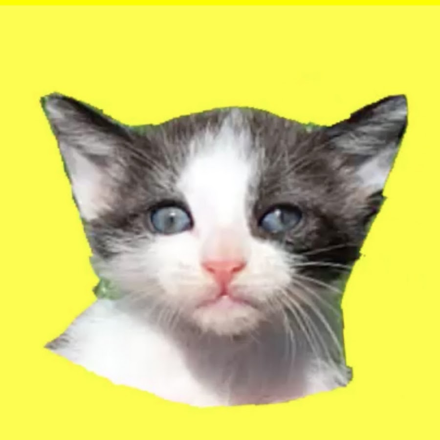 Mis gatitos bebÃ©s Luna y Estrella YouTube channel avatar
