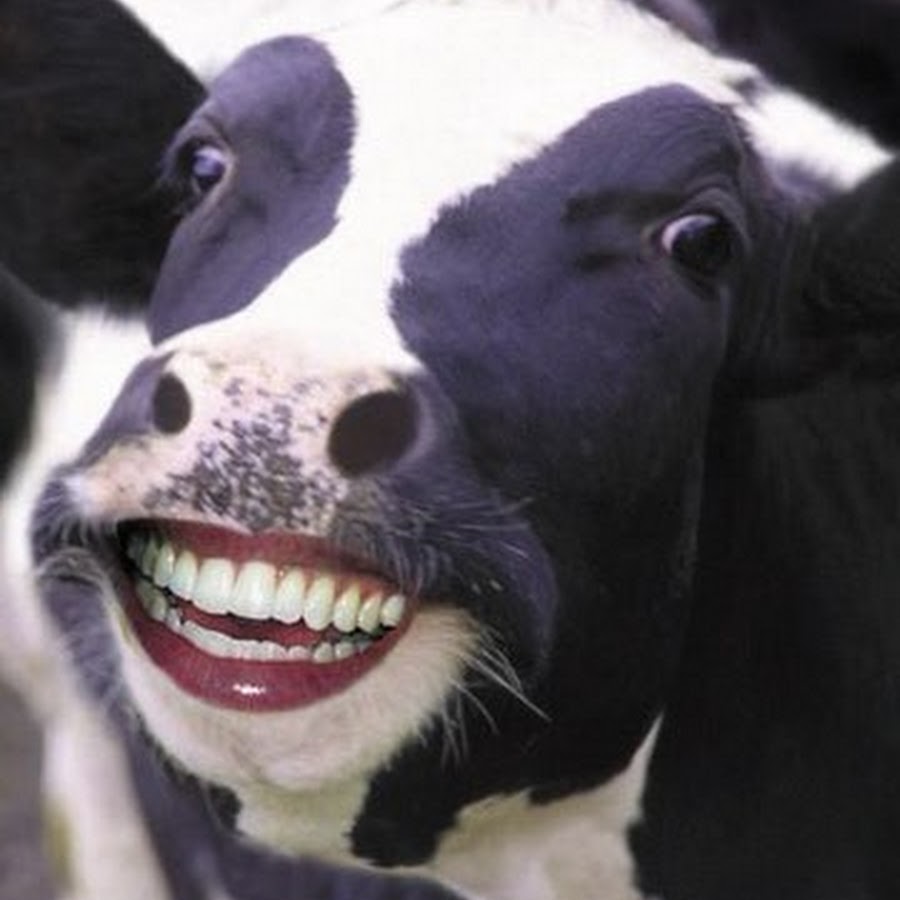 Зубы У Коровы Фото Telegraph