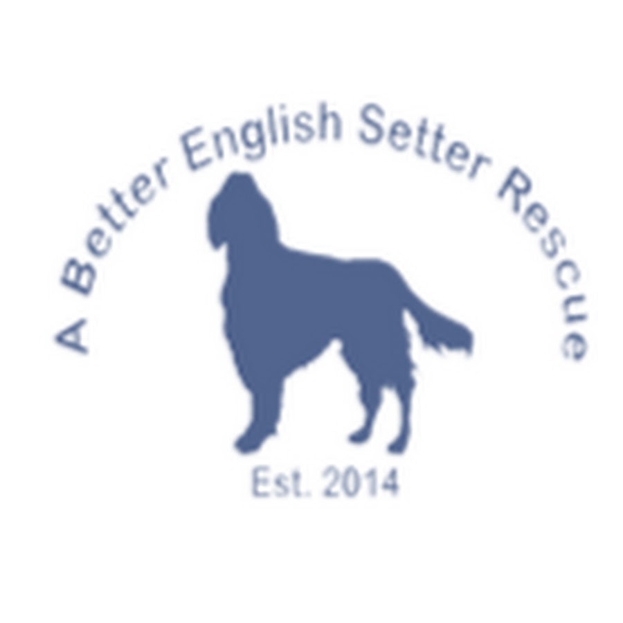 A Better English Setter Rescue YouTube channel avatar
