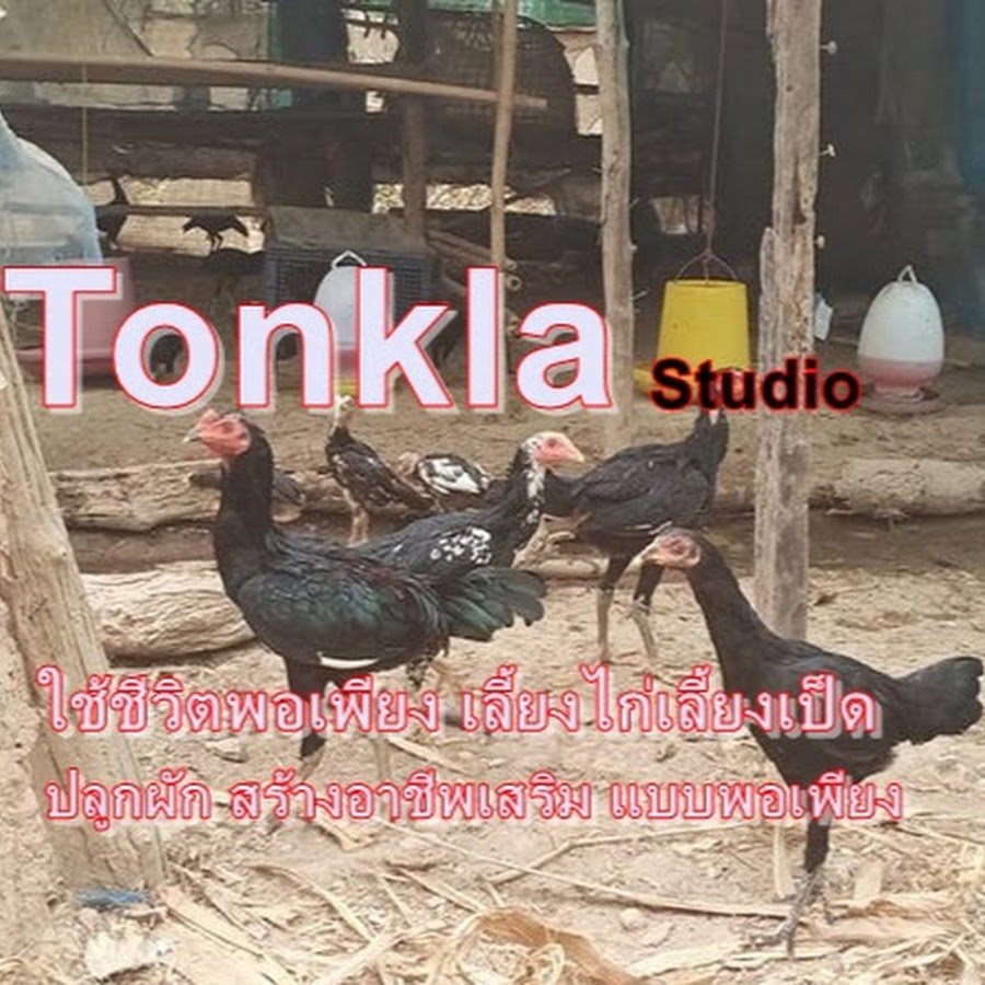 Tonkla Studio YouTube channel avatar