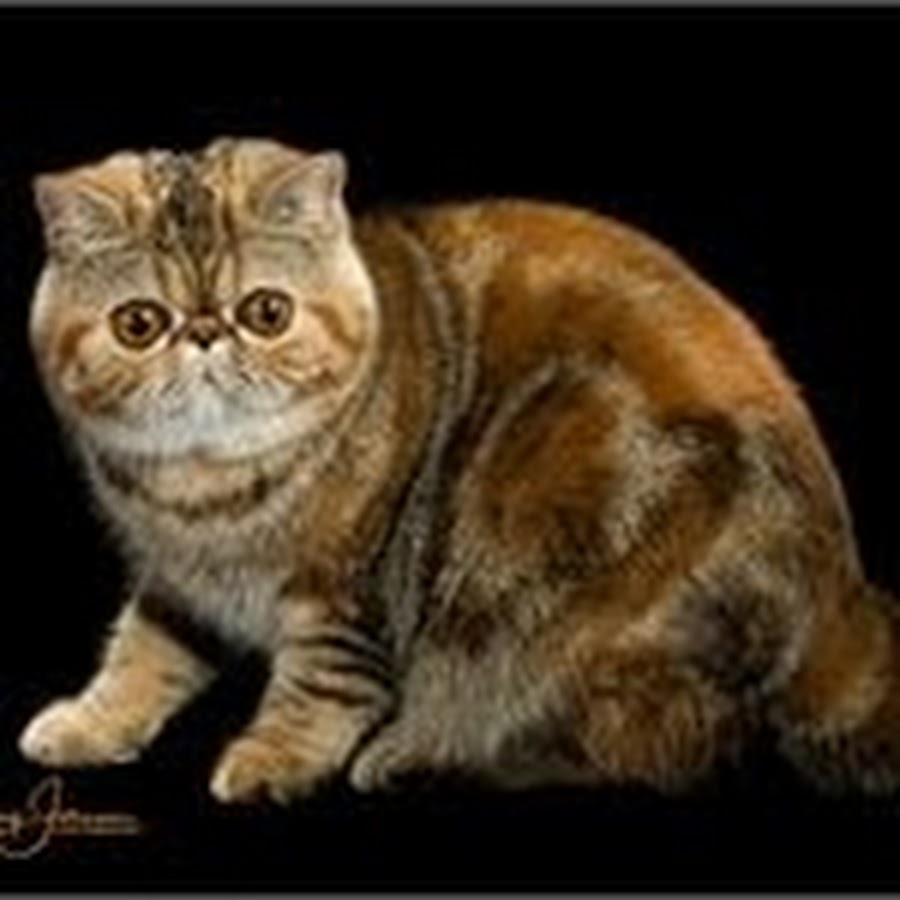 Callyn Cattery رمز قناة اليوتيوب