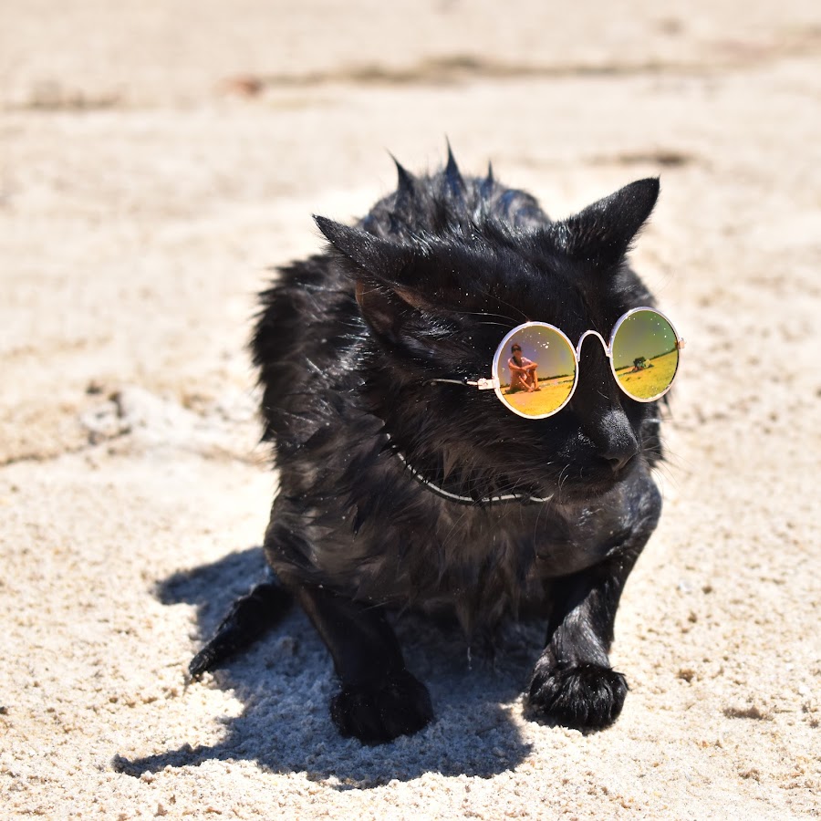 Nathan the Beach Cat YouTube channel avatar