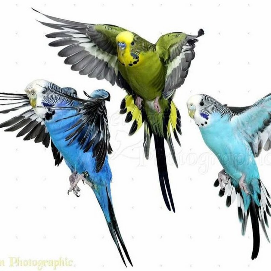 Birds World Avatar de canal de YouTube