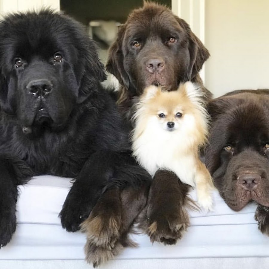 Molly The Newfie & Co