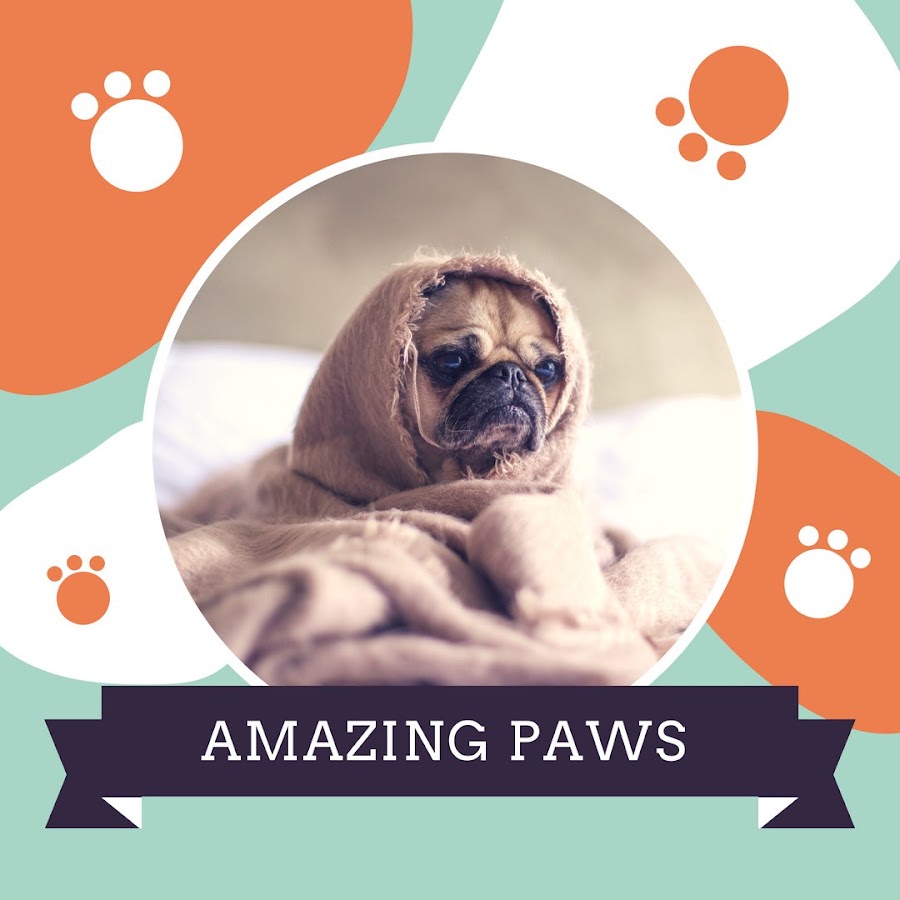 Amazing Paws Avatar del canal de YouTube