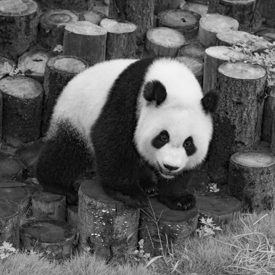 i stalk pandas Avatar del canal de YouTube