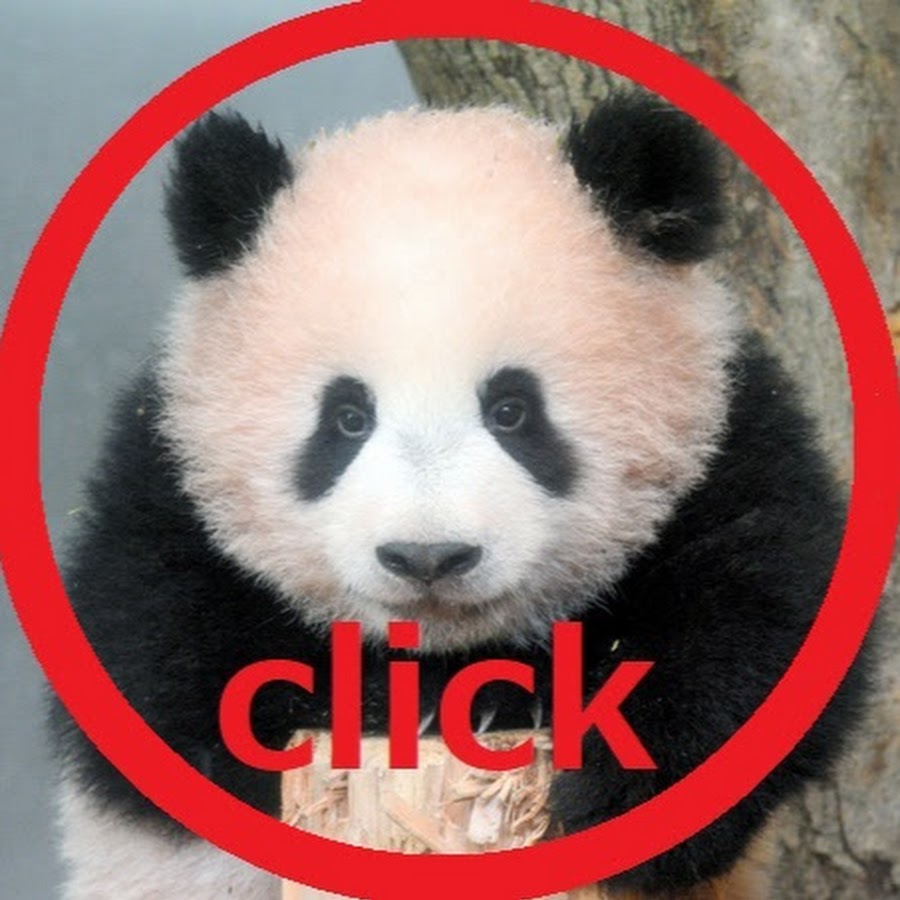 パンダ赤ちゃんチャンネル Cute Panda Videos Youtube