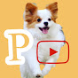 ぽてぽてぽてこ / poteko the papillon dog の動画、YouTube動画。