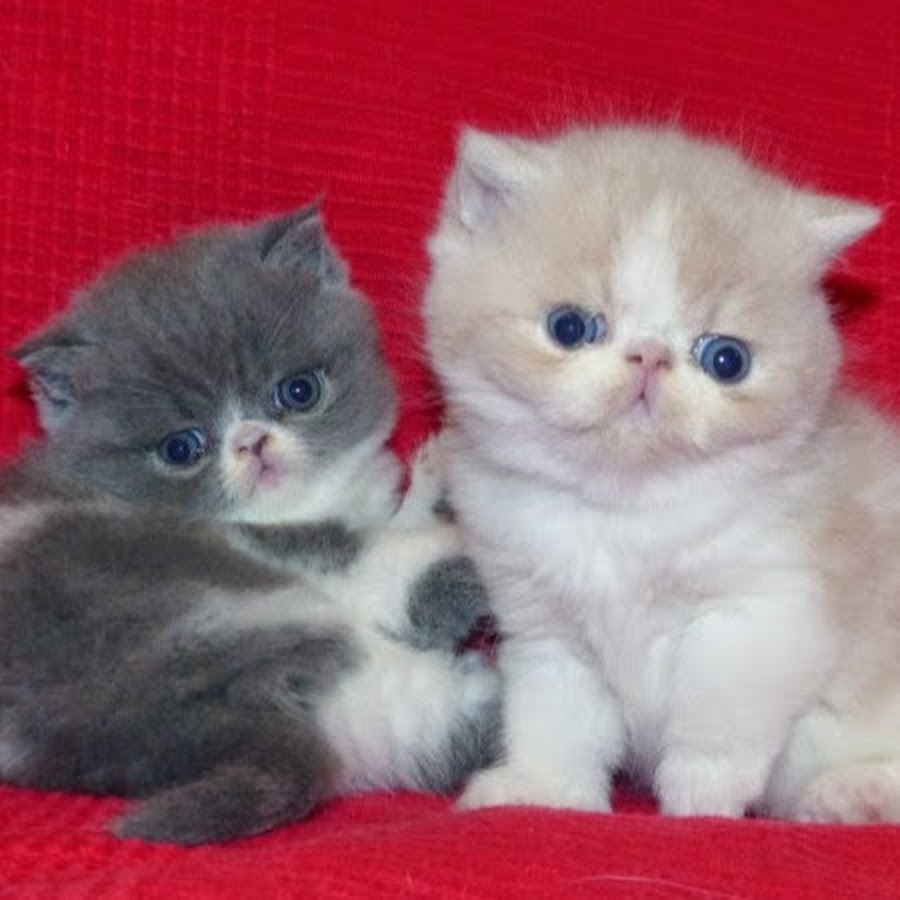 Elevage Du Blues Melody Chat Persan Exotic Shorthair Youtube