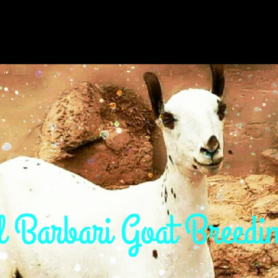 Barbari Goats of