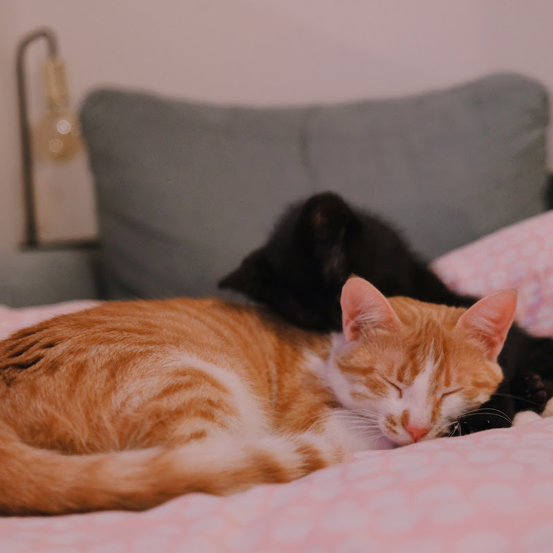 Aida Azlin - 網紅的藏寶箱 