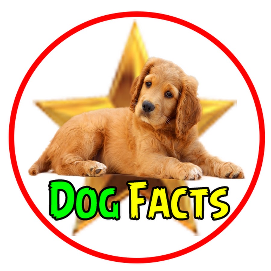 Dog Facts YouTube channel avatar