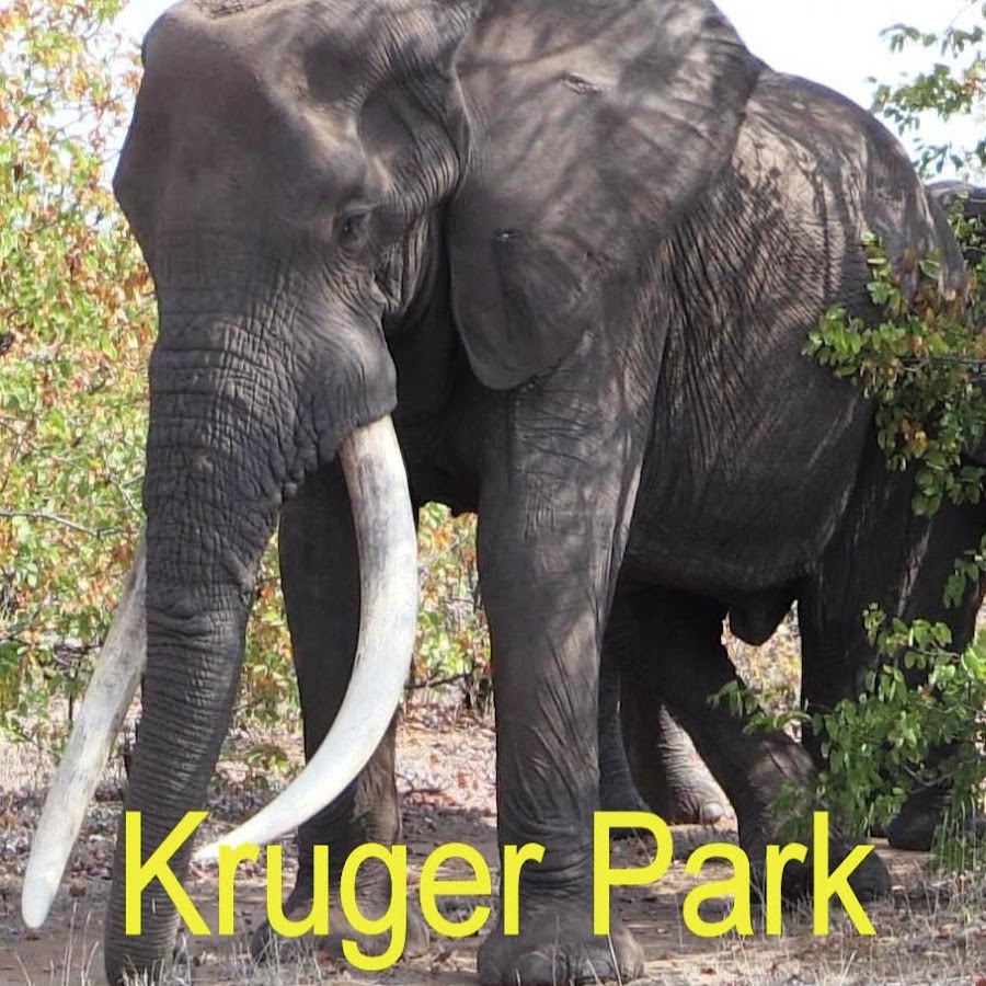 Kruger Park Idiots رمز قناة اليوتيوب