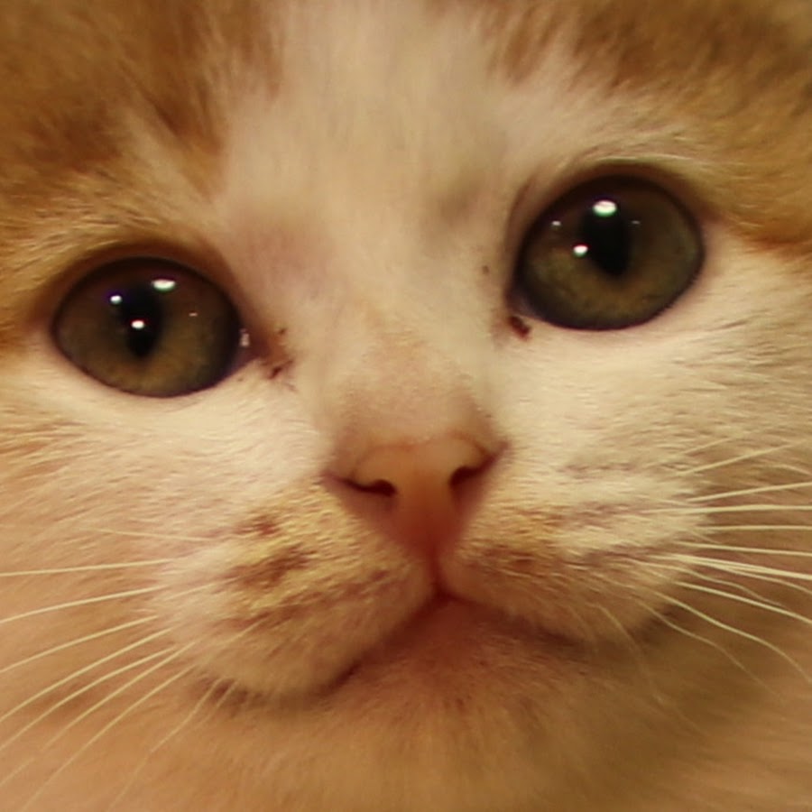 保護猫ポノちゃんねる 世界一激しく遊ぶ美猫 Youtube