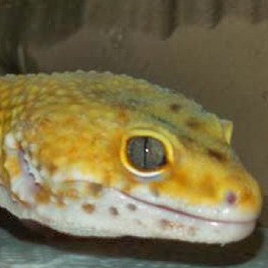 Canito geckos YouTube kanalı avatarı