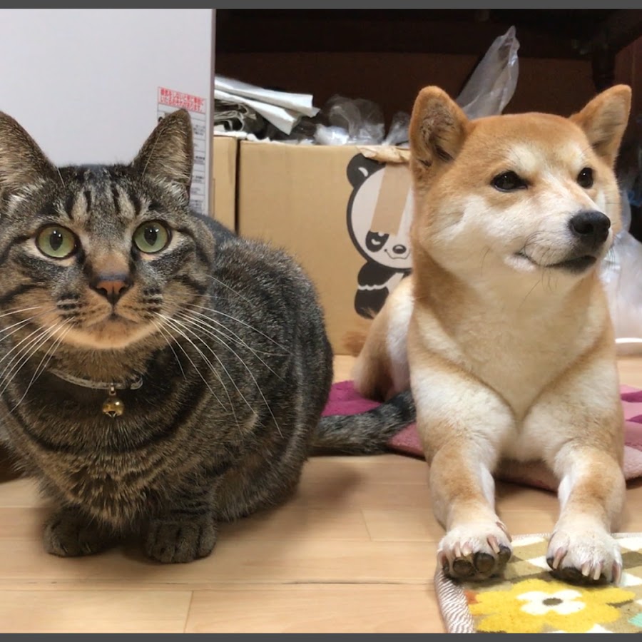 Shiba inu&Cat