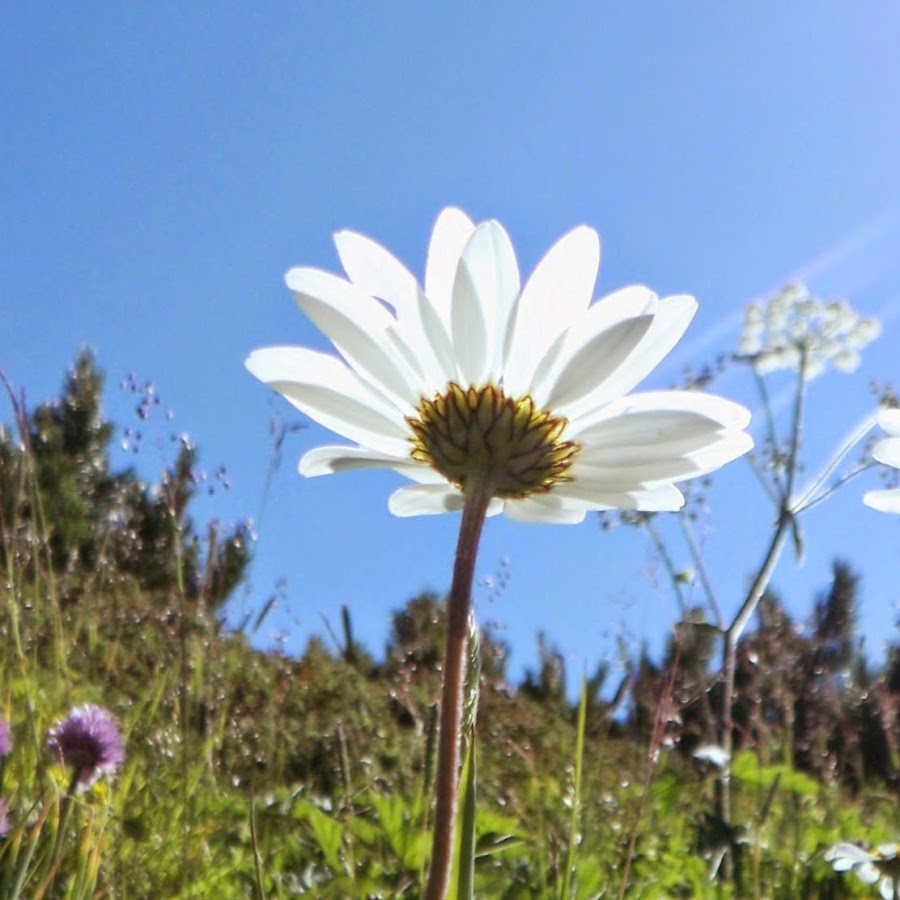 画像コレクション Image Collection Youtube