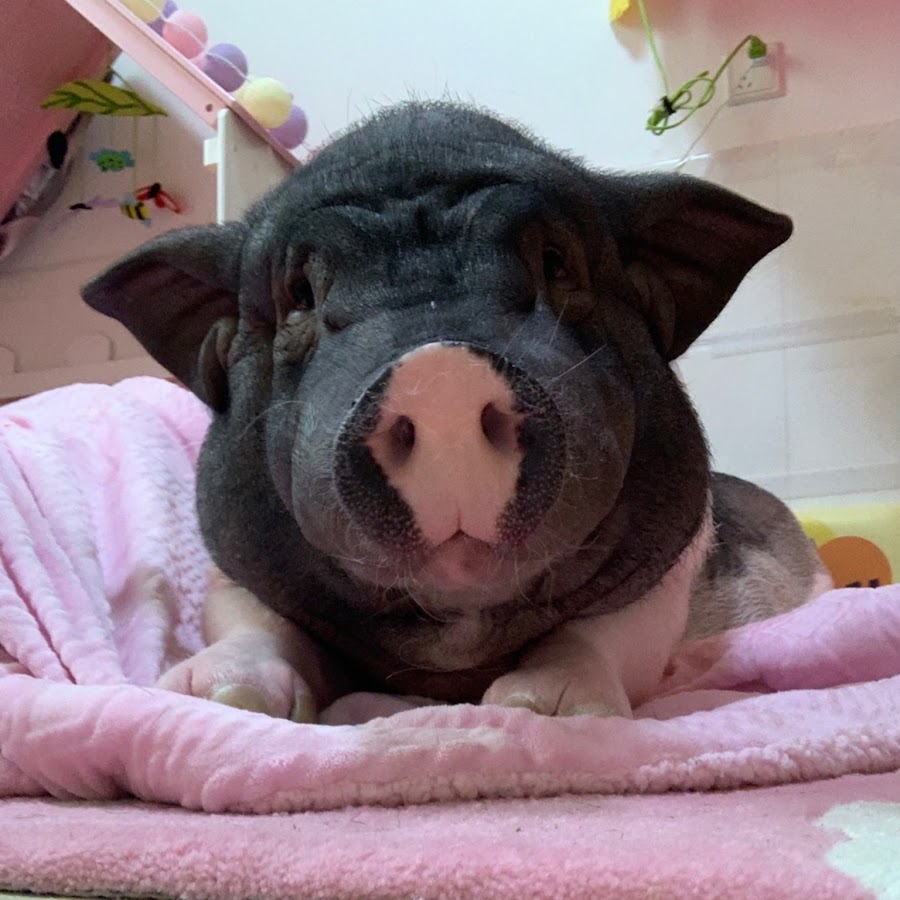 我才是猪颠颠 Youtube