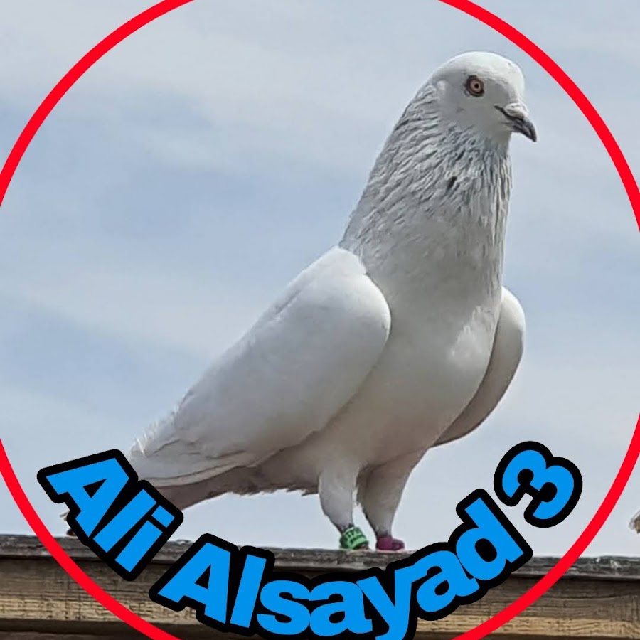 AliAlsayad 3 Avatar canale YouTube 