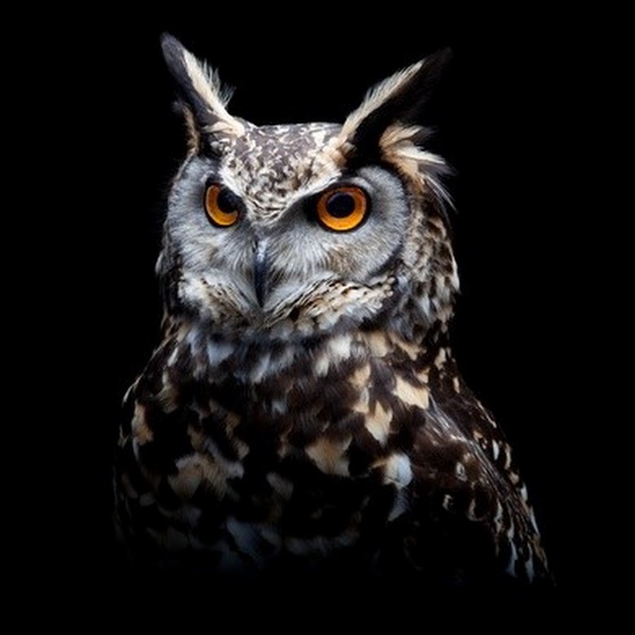VegvÃ­sir-san the Owl YouTube-Kanal-Avatar