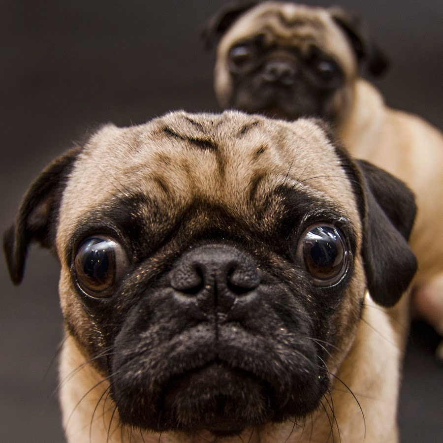 GetPuggedUp