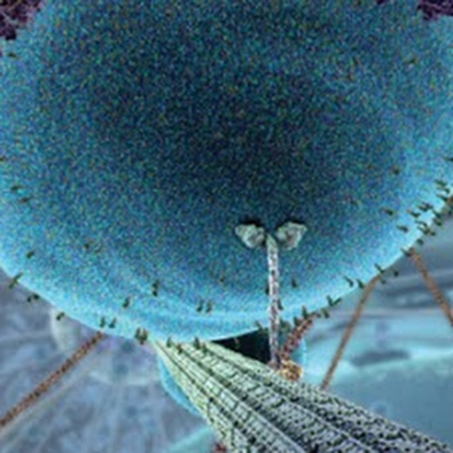 XVIVO Scientific Animation YouTube-Kanal-Avatar