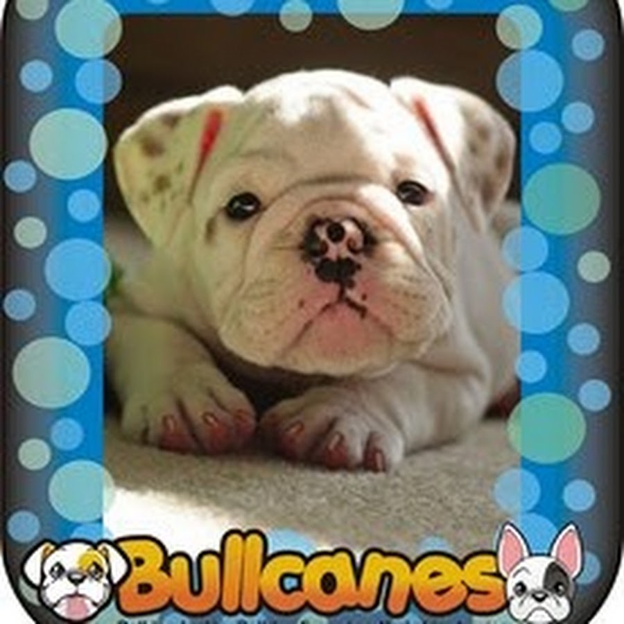 Bullcanes Bulldog Kennel YouTube channel avatar