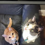 My crazy cats YouTube Profile Photo