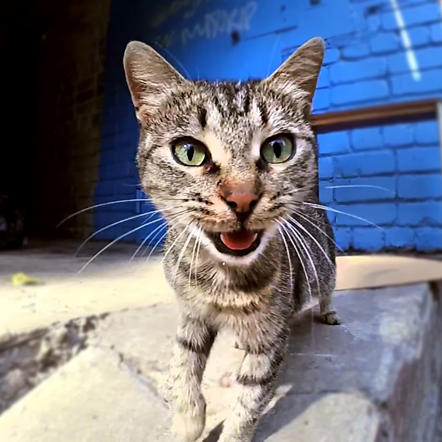 WORLD of STREET CATS YouTube channel avatar